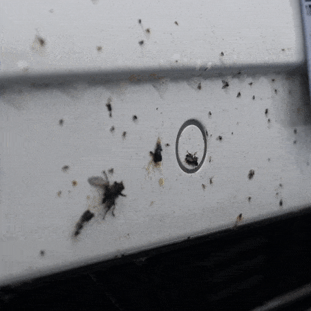 Persona frotando con la esponja eliminadora de mosquitos el parachoques delantero de un coche blanco lleno de mosquitos