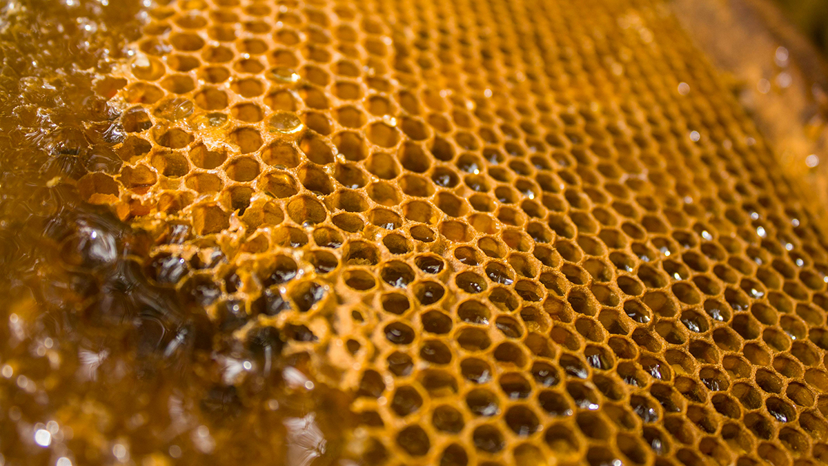 Panal de abejas con cera y con miel